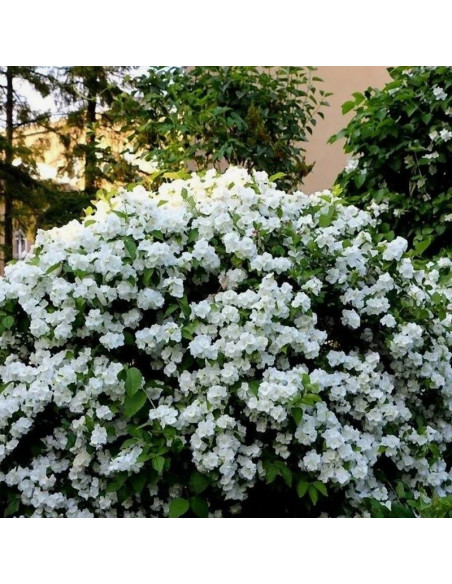 Virginal Philadelphus Jaśminowiec