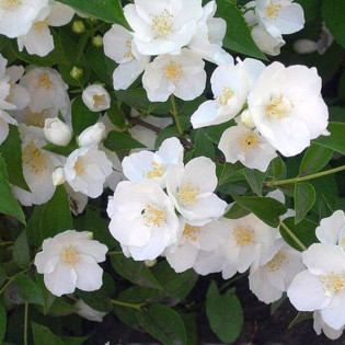 Mont Blanc Jaśminowiec Philadelphus