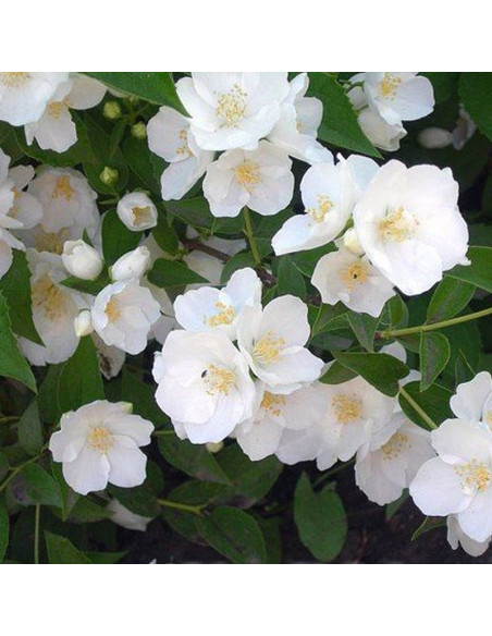 Mont Blanc Jaśminowiec Philadelphus