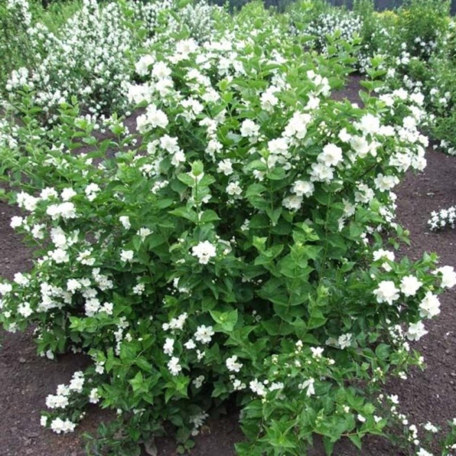 Philadelphus Jaśminowiec Mont Blanc