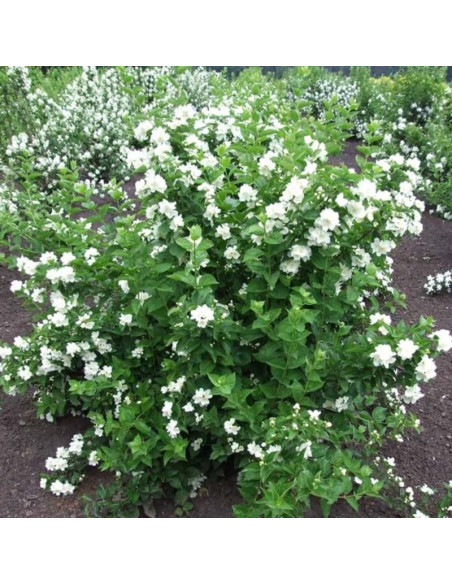 Philadelphus Jaśminowiec Mont Blanc