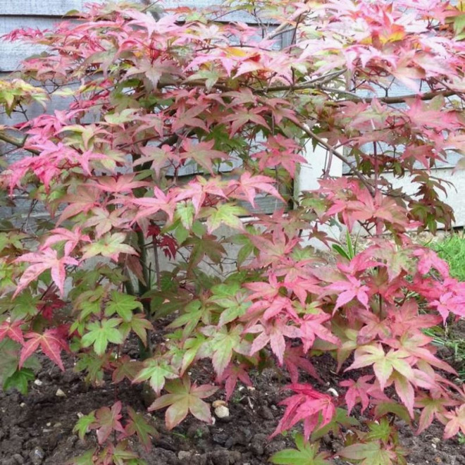 Klon palmowy Phoenix Acer palmatum