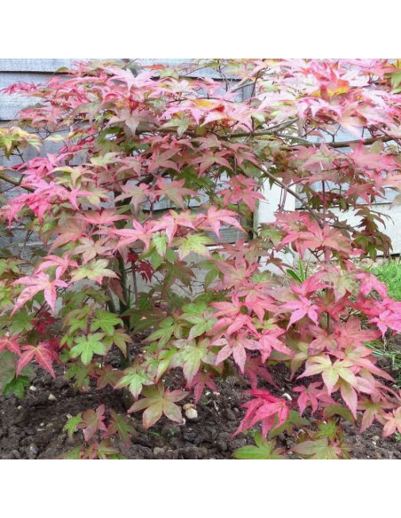 Klon palmowy Phoenix Acer palmatum