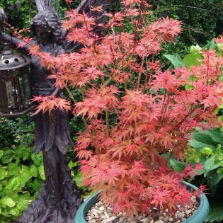 Klon palmowy Phoenix Acer palmatum 2