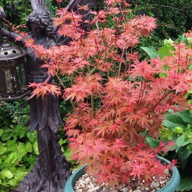 Acer palmatum Klon palmowy Phoenix Acer palmatum Klon palmowy Phoenix