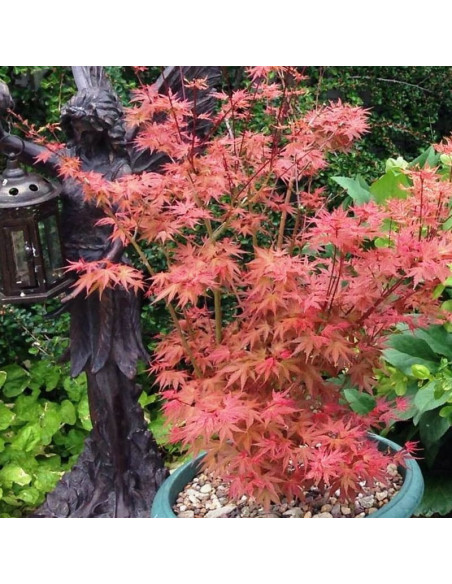 Acer palmatum Klon palmowy Phoenix