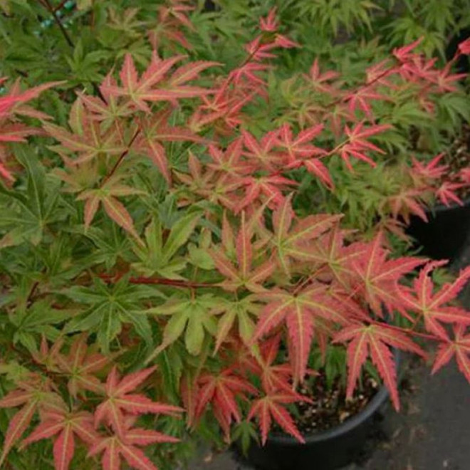 Klon palmowy Phoenix Acer palmatum Klon palmowy Phoenix Acer palmatum