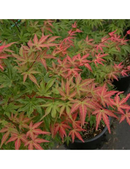 Klon palmowy Phoenix Acer palmatum