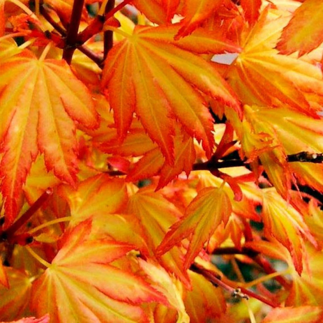 Klon palmowy Orange Dream Acer palmatum