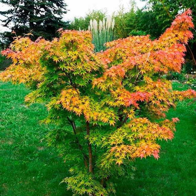 Acer palmatum Orange Dream Klon palmowy