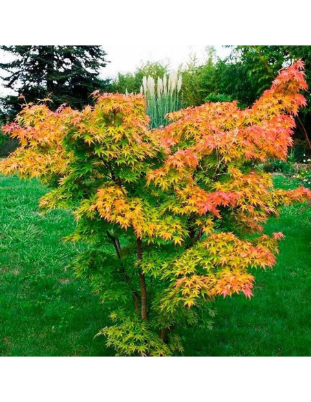 Acer palmatum Orange Dream Klon palmowy