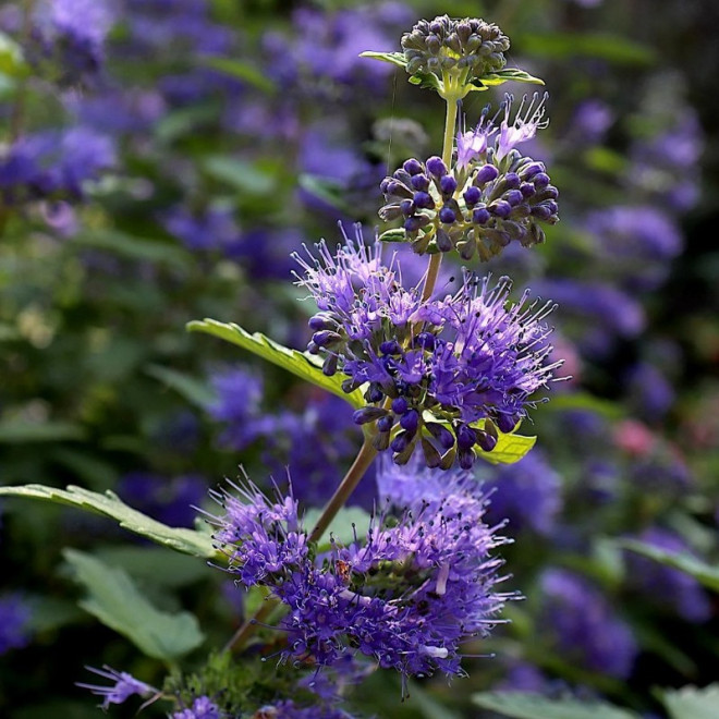 Barbula klandońska Heavenly Blue Caryopteris clandonensis