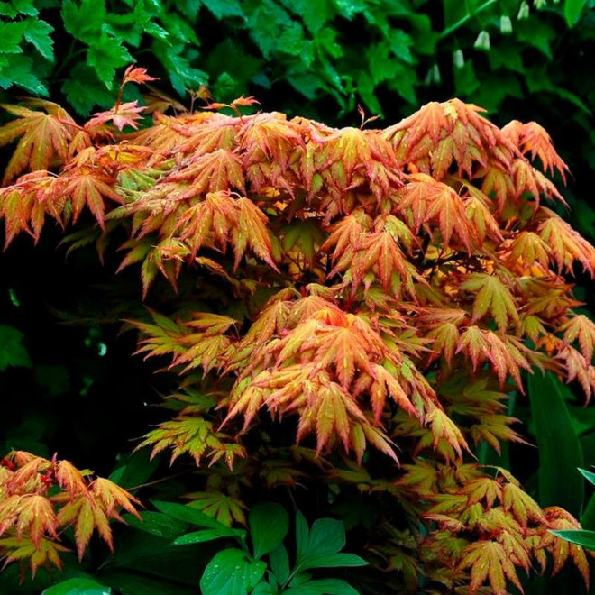 Klon palmowy Orange Dream Acer palmatum