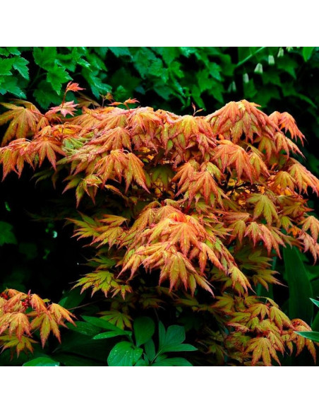 Klon palmowy Orange Dream Acer palmatum