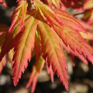 Klon palmowy Orange Dream Acer palmatum 2