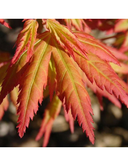 Orange Dream Acer palmatum Klon palmowy