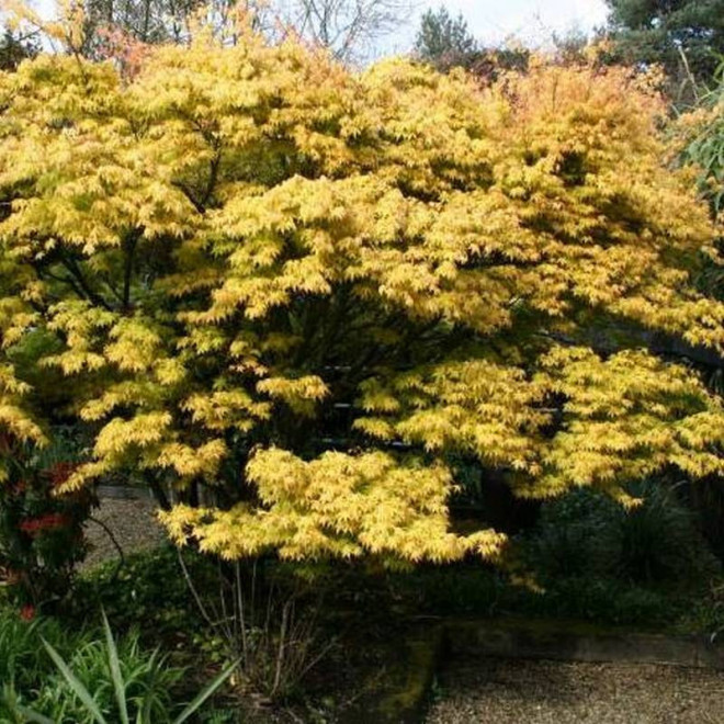 Klon palmowy Katsura Acer palmatum
