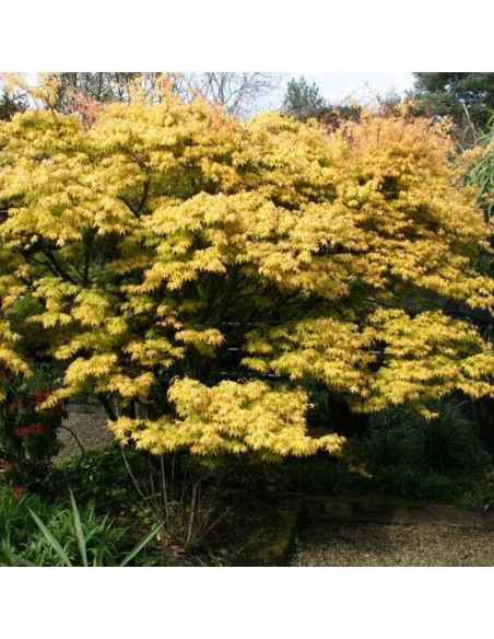 Klon palmowy Katsura Acer palmatum