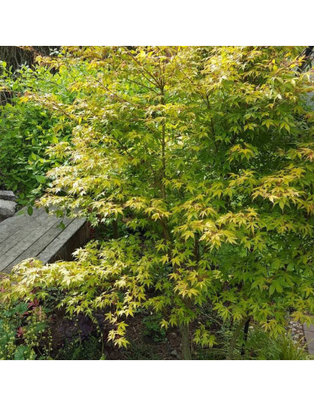 Acer palmatum Klon palmowy Katsura