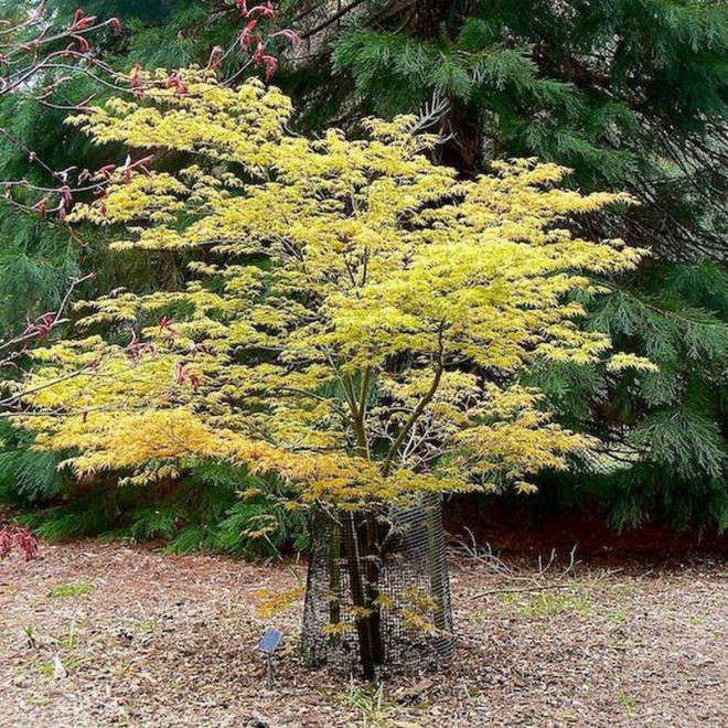 Katsura Klon palmowy Acer palmatum