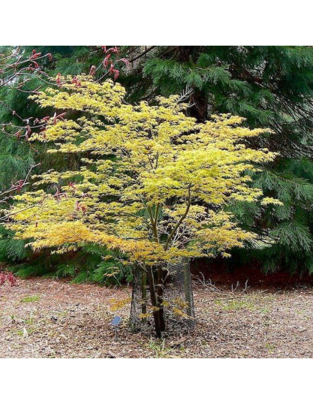 Katsura Klon palmowy Acer palmatum