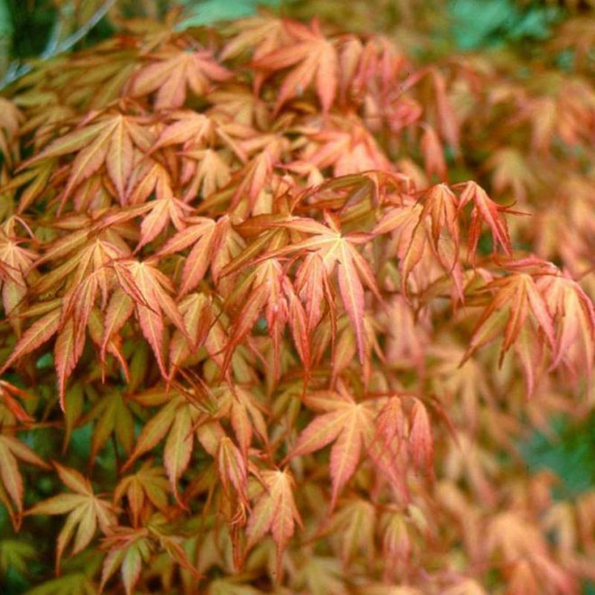 Klon palmowy Acer palmatum Katsura