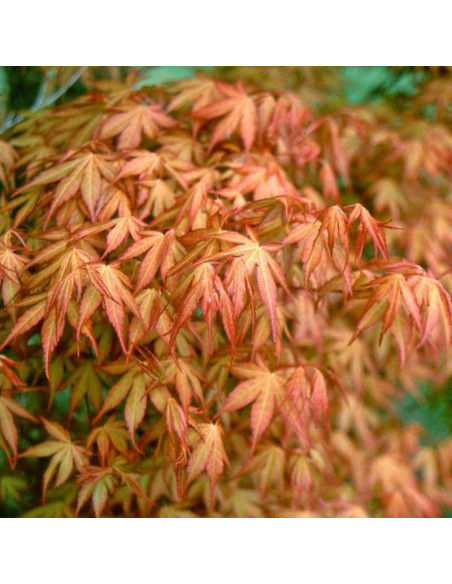 Klon palmowy Acer palmatum Katsura