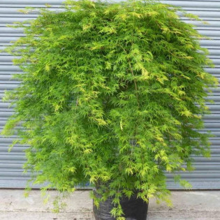Klon palmowy Emerald Lace Acer palmatum 2