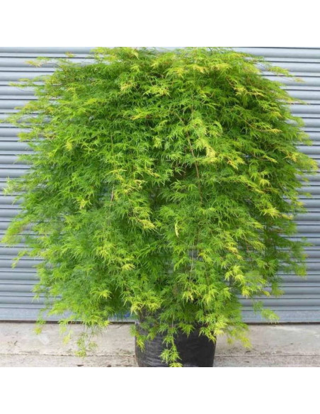 Acer palmatum Klon palmowy Emerald Lace