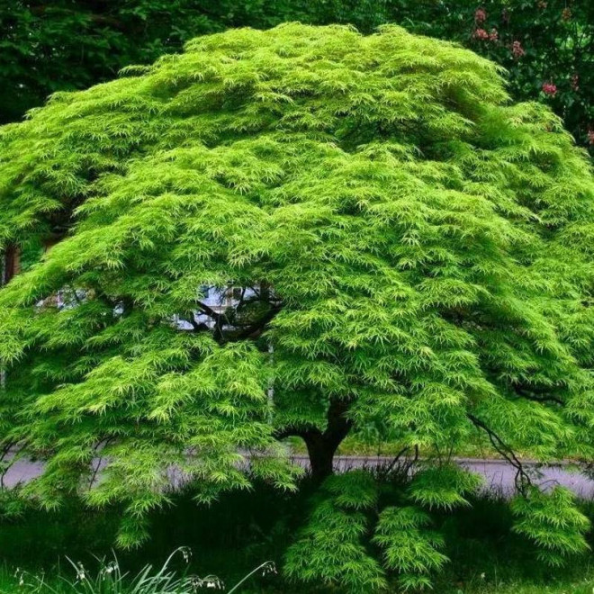 Klon palmowy Emerald Lace Acer palmatum