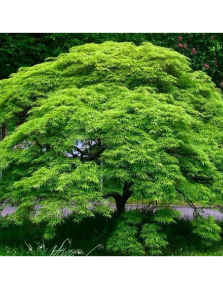 Klon palmowy Emerald Lace Acer palmatum