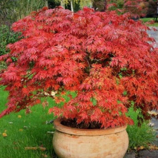 Acer palmatum Klon palmowy Deshojo