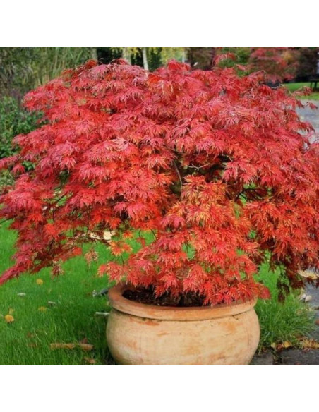 Acer palmatum Klon palmowy Deshojo