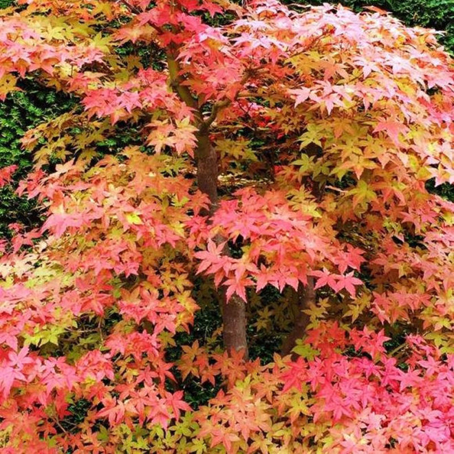 Klon palmowy Deshojo Acer palmatum