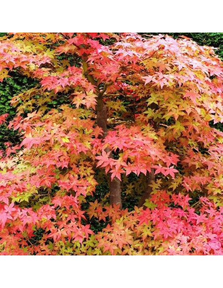 Klon palmowy Deshojo Acer palmatum