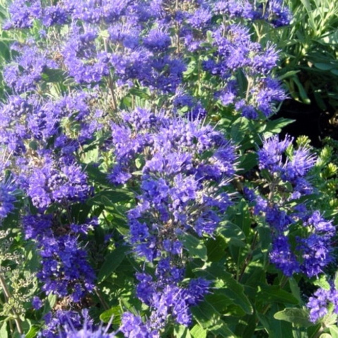 Barbula klandońska Kew Blue Caryopteris clandonensis