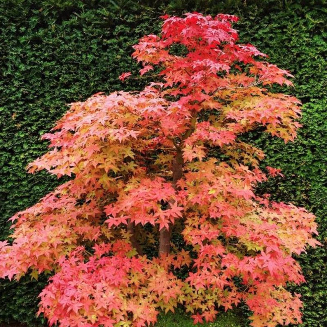 Acer palmatum Klon palmowy Deshojo