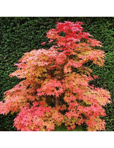 Acer palmatum Klon palmowy Deshojo
