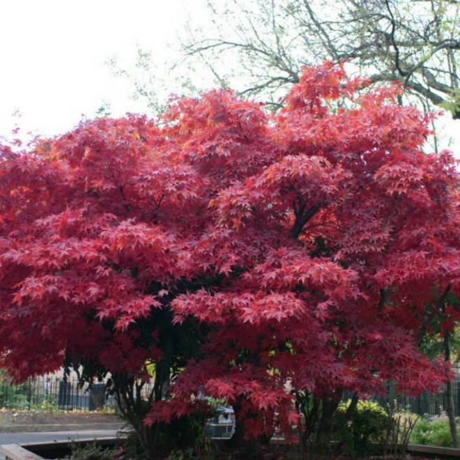 Acer palmatum Klon palmowy czerwony Atropurpureum