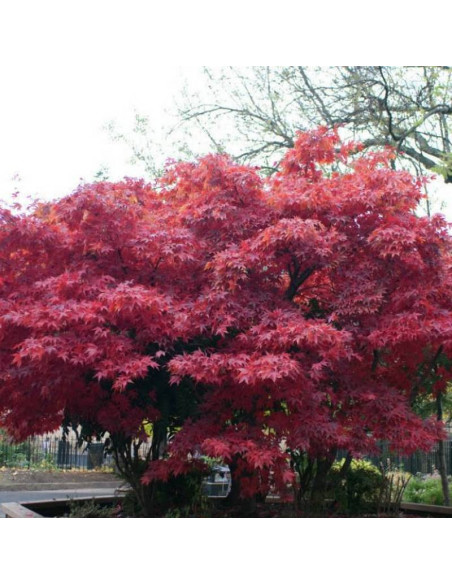 Acer palmatum Klon palmowy czerwony Atropurpureum