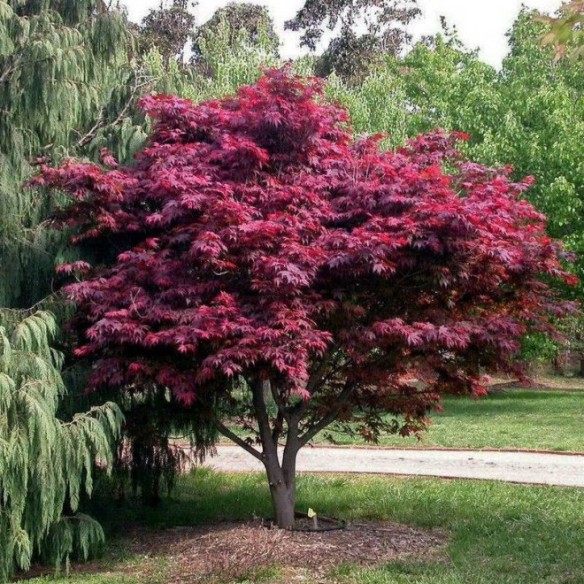 Klon palmowy czerwony Atropurpureum Acer palmatum