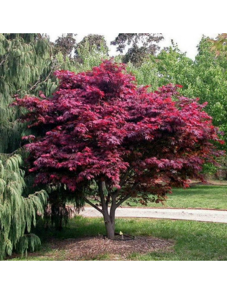 Klon palmowy czerwony Atropurpureum Acer palmatum