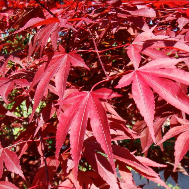 Klon palmowy czerwony Acer palmatum Atropurpureum