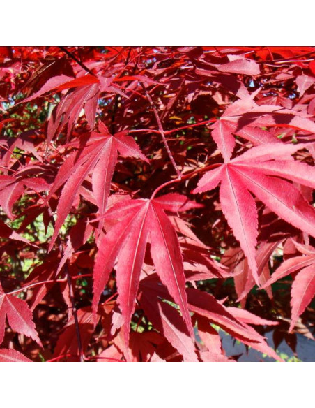Klon palmowy czerwony Acer palmatum Atropurpureum