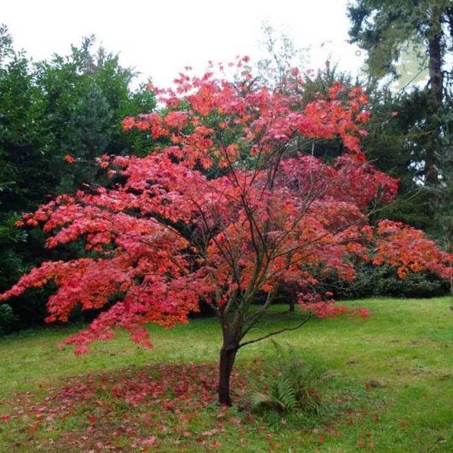 Atropurpureum Klon palmowy czerwony Acer palmatum