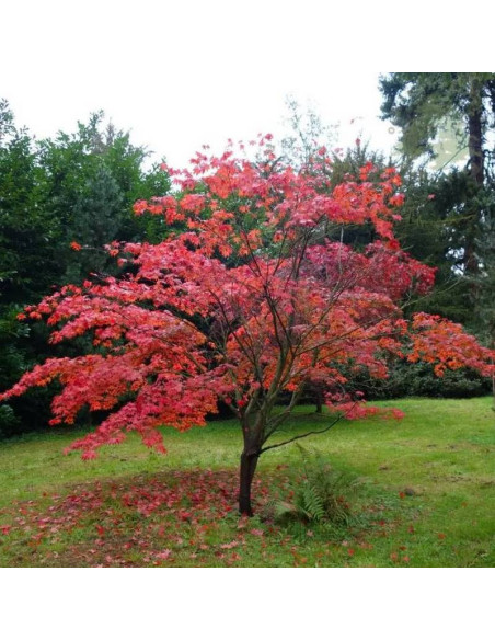 Atropurpureum Klon palmowy czerwony Acer palmatum