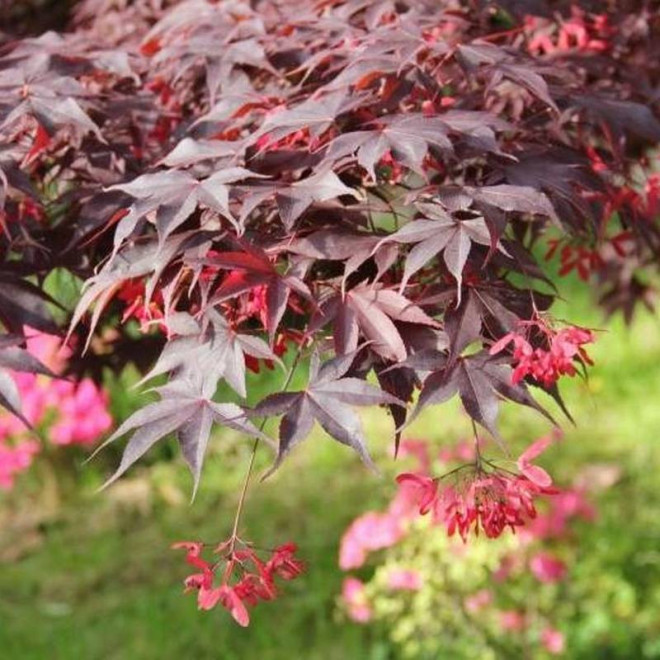 y Atropurpureum Acer palmatum Klon palmowy czerwon