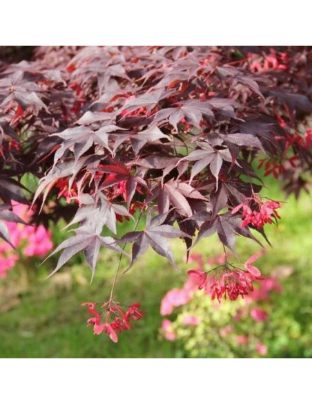 y Atropurpureum Acer palmatum Klon palmowy czerwon
