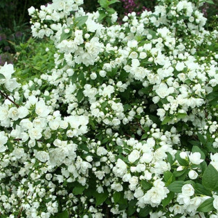 Manteau d'Hermine Philadelphus Jaśminowiec 2