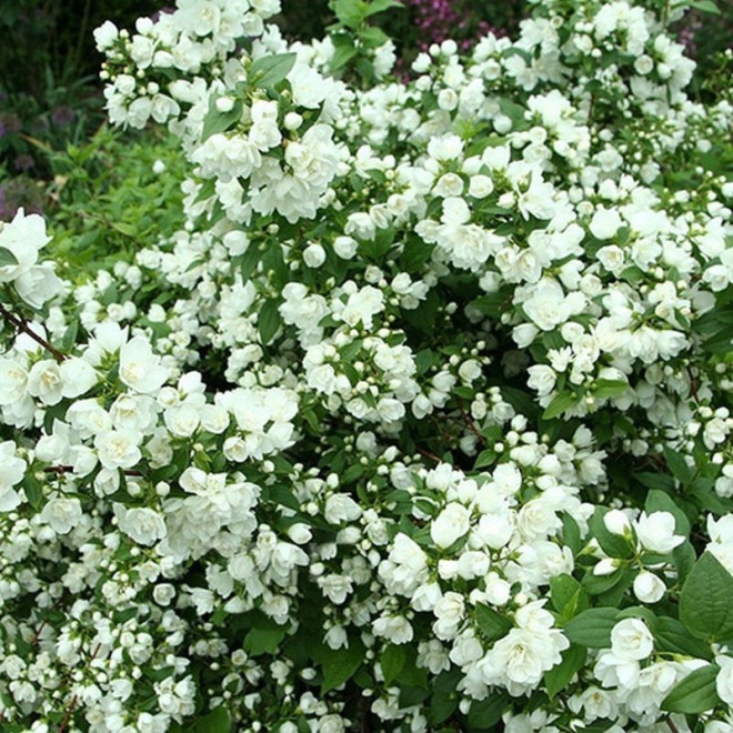Philadelphus Jaśminowiec Manteau d'Hermine